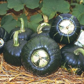 Burgess Buttercup Winter Squash Thumbnail